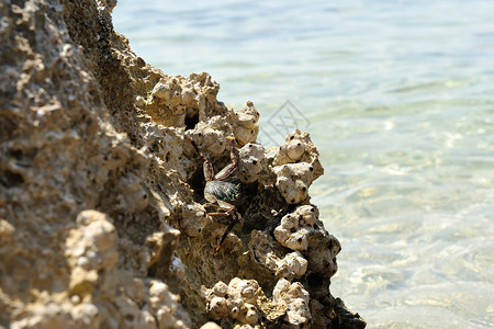 关闭在红海湾的螃蟹高清图片