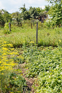 夏日乡村后院的绿色花园图片