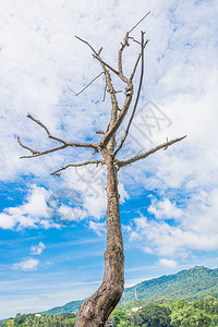 山地和蓝天空的风景与枯树图片