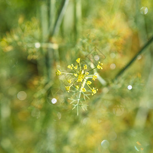 花园里的莳萝草花特写图片