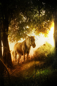 白马在童话森林里图片