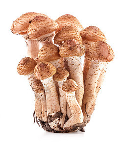 蘑菇蜂蜜木耳蜜环菌在白色上分离图片
