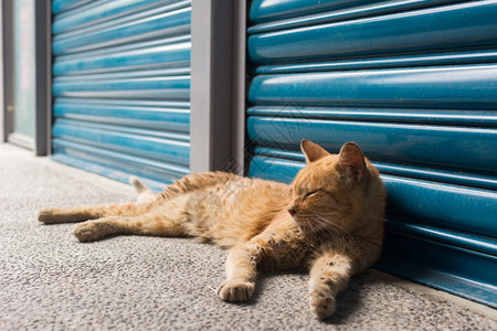 泰比姜猫仰赖蓝铁门前休息在图片