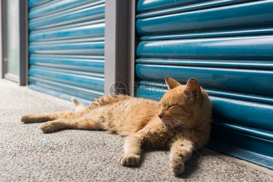 泰比姜猫仰赖蓝铁门前休息在图片