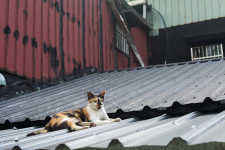 乌龟壳猫躺在屋顶上安息在台图片