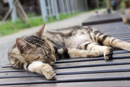侯硐猫村的虎斑猫躺在椅子上睡觉图片