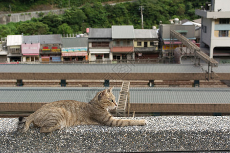 虎斑猫躺在侯硐猫村的石墙上图片