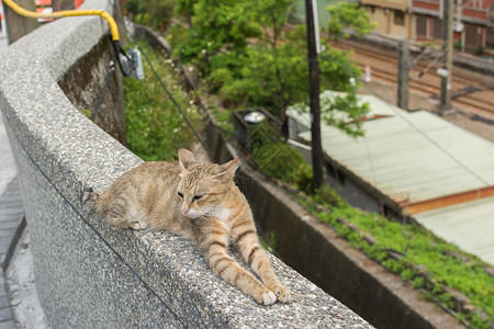 虎斑猫躺在侯硐猫村的石墙上图片