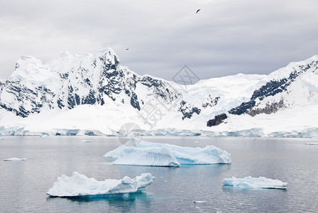南极洲在阴天覆盖着雪和浮动冰山的脉图片