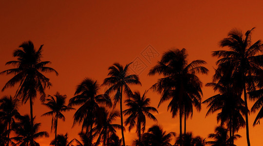 热带树ar亚洲海滩的剪影图片