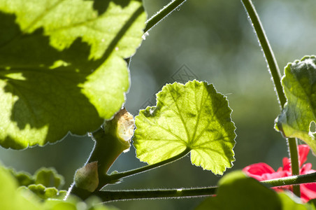 阳光透过的新鲜天竺葵叶子图片