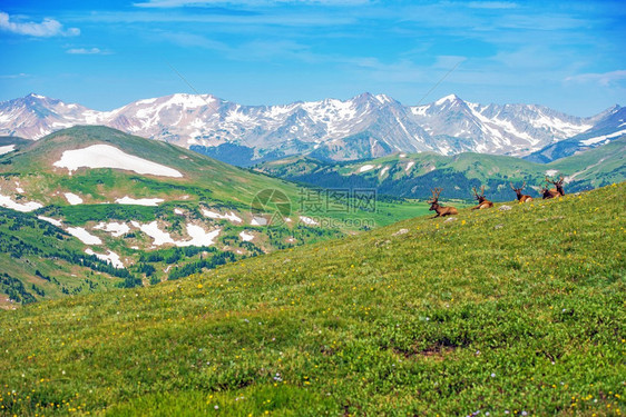 与麋鹿的科罗拉多夏季全景落基山脉景观美图片