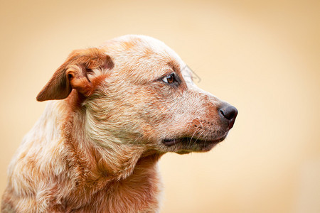 澳洲牧牛犬背景图片