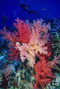 埃及红海HurghadaUW相片热带水上动物软珊瑚和潜水者图片