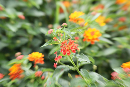 鲜花模糊图片