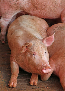 在饲养场的猪圈饲养粉红猪图片