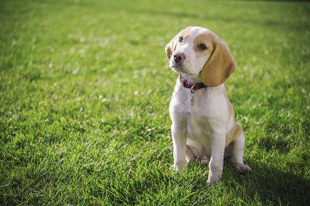 比格犬小狗肖像图片