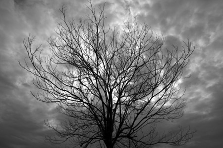 黑色和白色的干树枝图片
