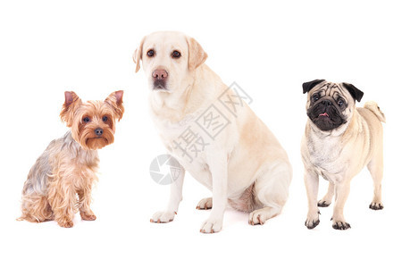 可爱狗野狗日耳鱼和金色猎犬在白色图片