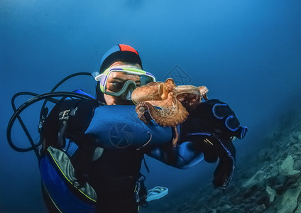 黑山亚得里亚海UW照片小章鱼和潜水者图片