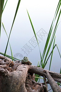 青蛙在河岸的芦苇丛中休息头上有一只蚊子图片