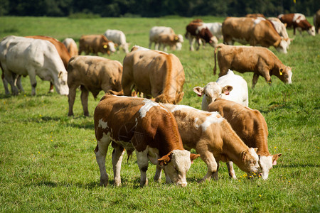 奶牛和公牛在牧场图片