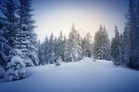 冬天在树林里新年景观树上的新雪图片