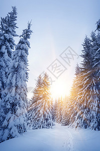 冬天在树林里景观树上的新雪图片