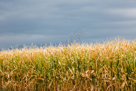 中西部农场的一个大玉米迷宫的边缘图片