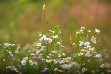 乡村白雏菊的景色背景图片