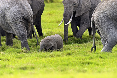 大象在非洲大草原的自然栖息地图片