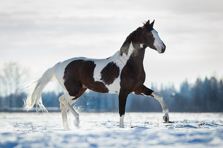 马仁奇峰美丽的马在冬天的背景下在雪地里小跑背景