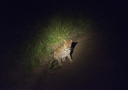 在乌干达Mburo湖公园夜间在Prowl的聚光图片