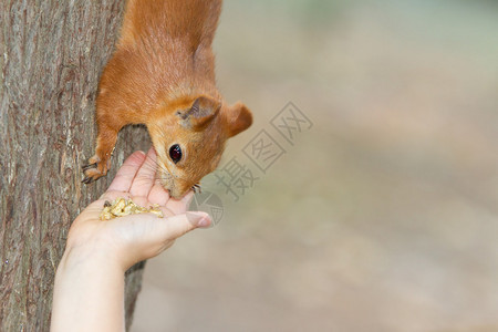 自然背景下喂红松鼠的孩子图片