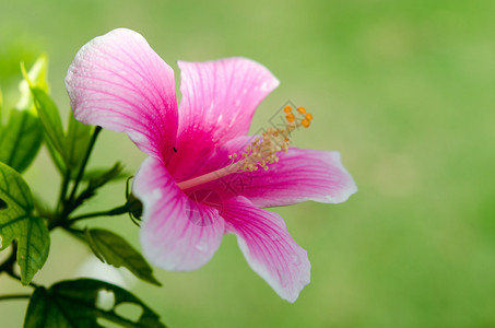 芙蓉花粉红色浅焦点图片