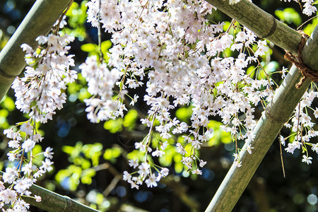 日本京都Sakuura季节用于adv或背景图片