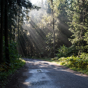 乡村早晨有阳光的森林道路图片