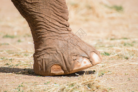 大象腿的特写肖像图片素材