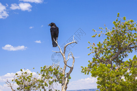 乌鸦在大峡谷的一棵树上图片