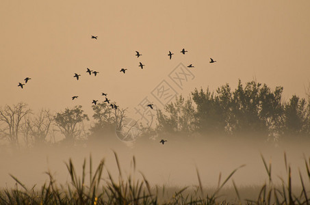 雾霭沼泽上空鸭子的清晨飞行图片