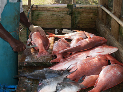 在佛罗里达湾捕获的大红鲷鱼和触发鱼图片