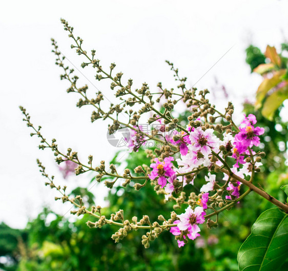 公园里的粉红色花树图片