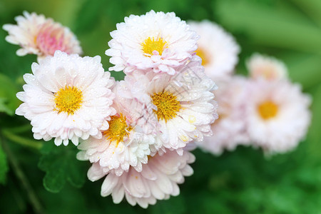 关闭一些被雨水浸湿的菊花图片