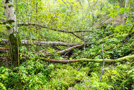 苔藓和秋色的绿色森林中的树木拉脱维亚图片