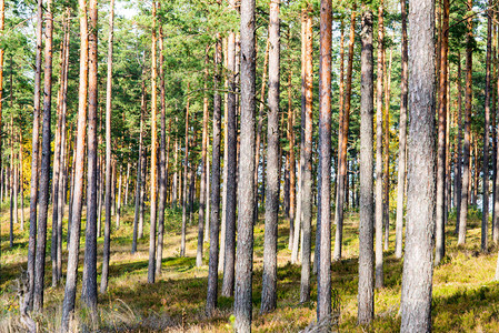 深秋农村秋天颜色的森林树木图片