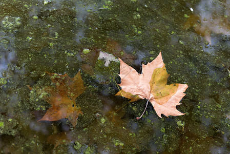 秋天湖面上的落叶图片