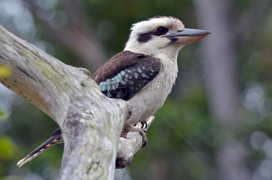 Kookaburra坐在澳洲昆士兰金海岸雨图片