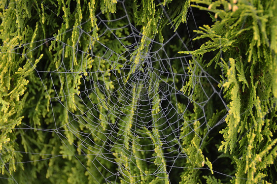 蜘蛛网和太阳日图片