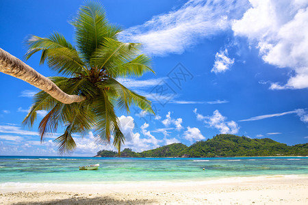 塞舌尔马埃岛美丽的棕榈海滩图片