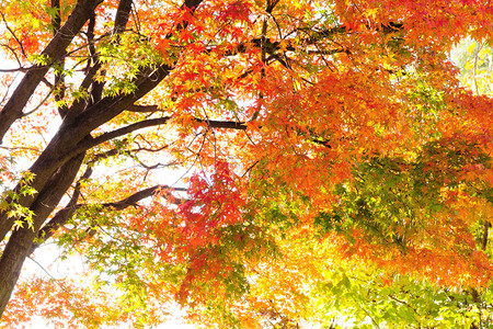 背景灯火秋天的红槭枝背景